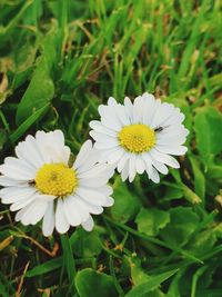 Close-up of white daisy flower