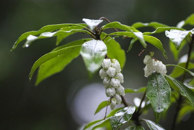 Close-up of white flowering plant