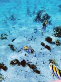 High angle view of fish swimming in sea