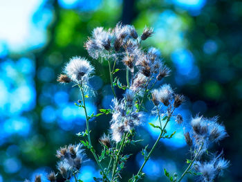 Close-up of flowering plant