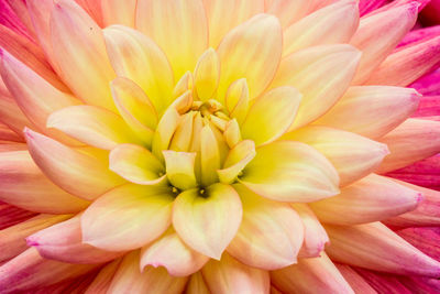 Close-up of pink dahlia