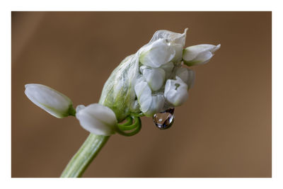 Close-up of white flower buds