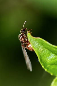 Close-up of insect on leaf