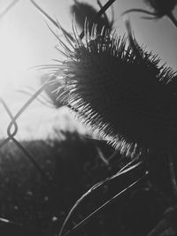 Close-up of plant against sky