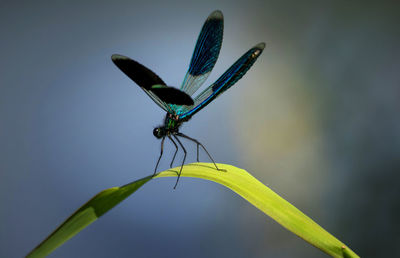 Close-up of dragonfly on leaf