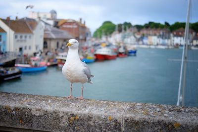 Seagull perching on retaining wall by sea against sky