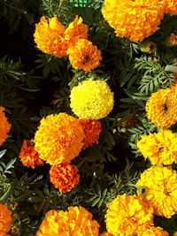 Close-up of marigold flowers blooming outdoors