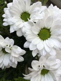 Close-up of white flower