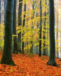 Trees growing in forest during autumn