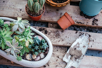 High angle view of potted plant