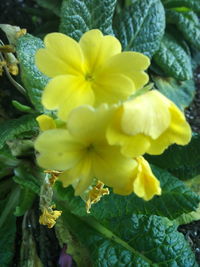 Close-up of yellow flowers blooming outdoors