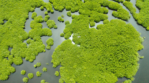 High angle view of plants growing on field