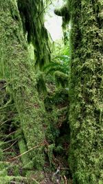 Close-up of grass in forest