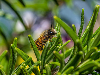 Close-up of bee pollinating on flower