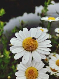 Close-up of white daisy flower