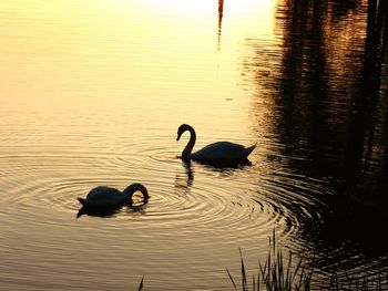 Ducks swimming in lake