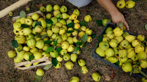 High angle view of fruits in basket