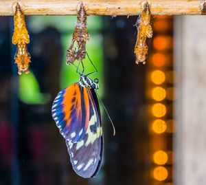 Close-up of butterfly on leaf