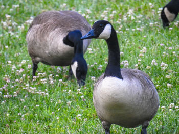 Close-up of swan on field