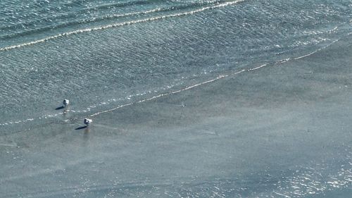 High angle view of bird perching on sea