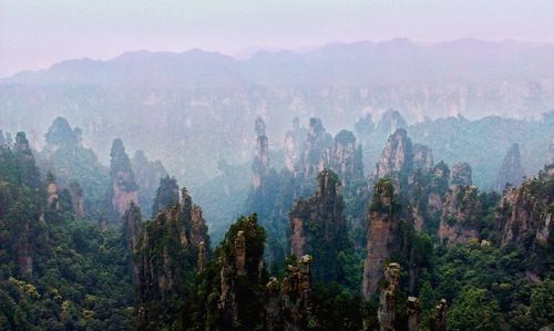 Panoramic view of trees in forest against sky