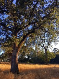 Trees on field against sky