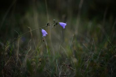 Purple flowering plant on field
