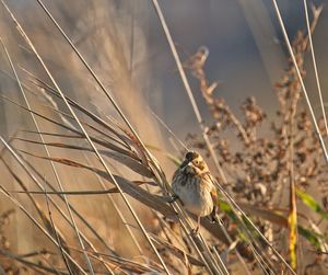 Close-up of reed bunting perching on dry bulrush stalk