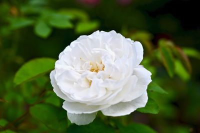 Close-up of white rose