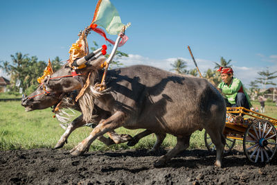 View of horse against sky