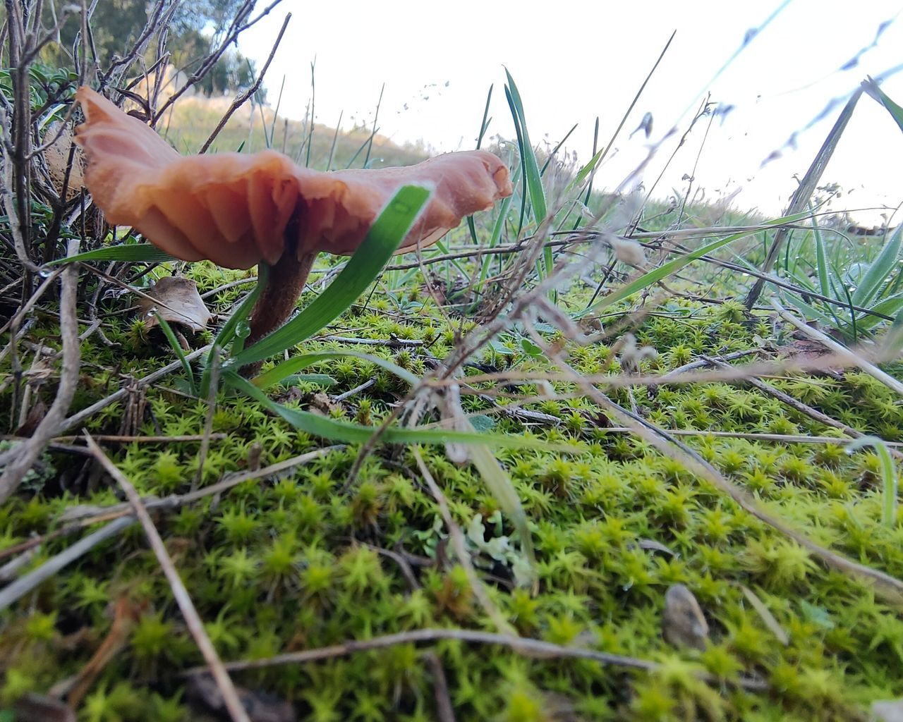 plant, grass, nature, hand, growth, flower, tree, one person, day, land, soil, field, sky, outdoors, green, selective focus, branch, food, close-up, lawn, finger, leaf, beauty in nature