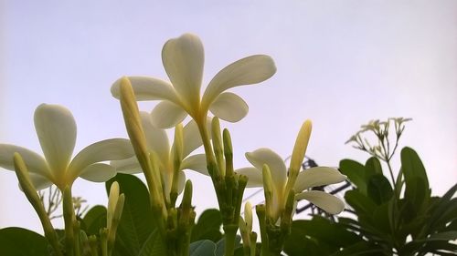 Close-up of flowers against sky