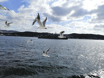 Seagulls flying over sea against sky