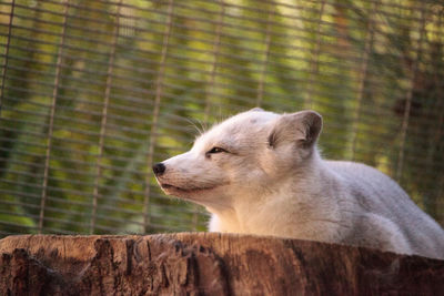 Arctic fox vulpes lagopus has brown fur in the warmer months and white fur in the winter