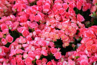 Beautiful red begonia flower blooming in garden, top view and nature background