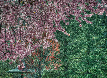 Full frame shot of pink flowers