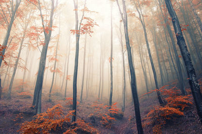 Trees in forest during autumn