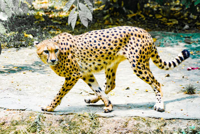 Portrait of cheetah walking on street