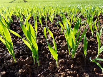 Close-up of crop growing in field