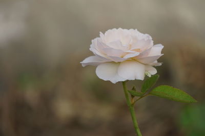 Close-up of white flowering plant