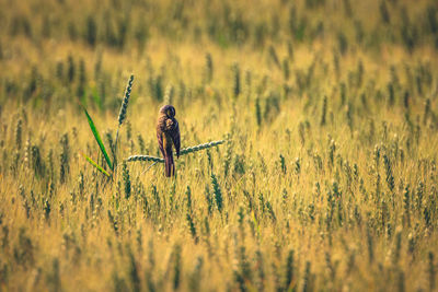 Close-up of wheat on grassy field