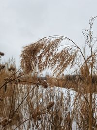 Close-up of reed grass against sky during winter