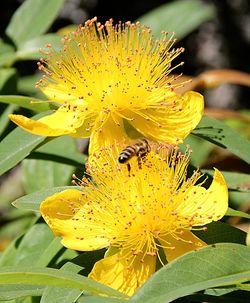 Close-up of bee on yellow flower