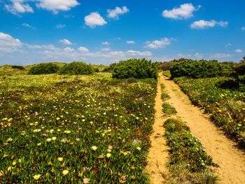 Scenic view of field against sky