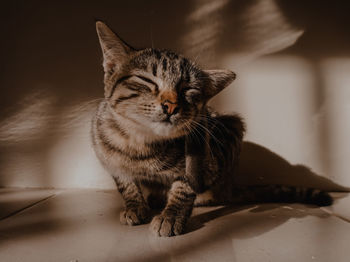 Close-up portrait of a cat