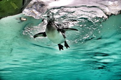 Low angle view of penguin swimming in sea