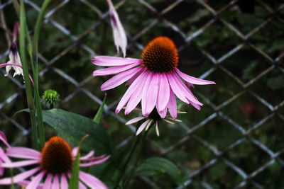 Close-up of purple flower