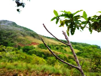 Close-up of plant on land against sky