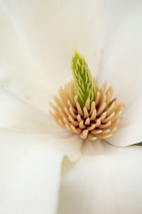 Close-up of white flower on table