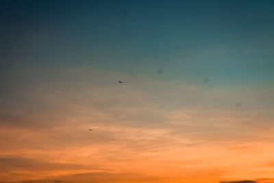 Low angle view of bird flying in sky